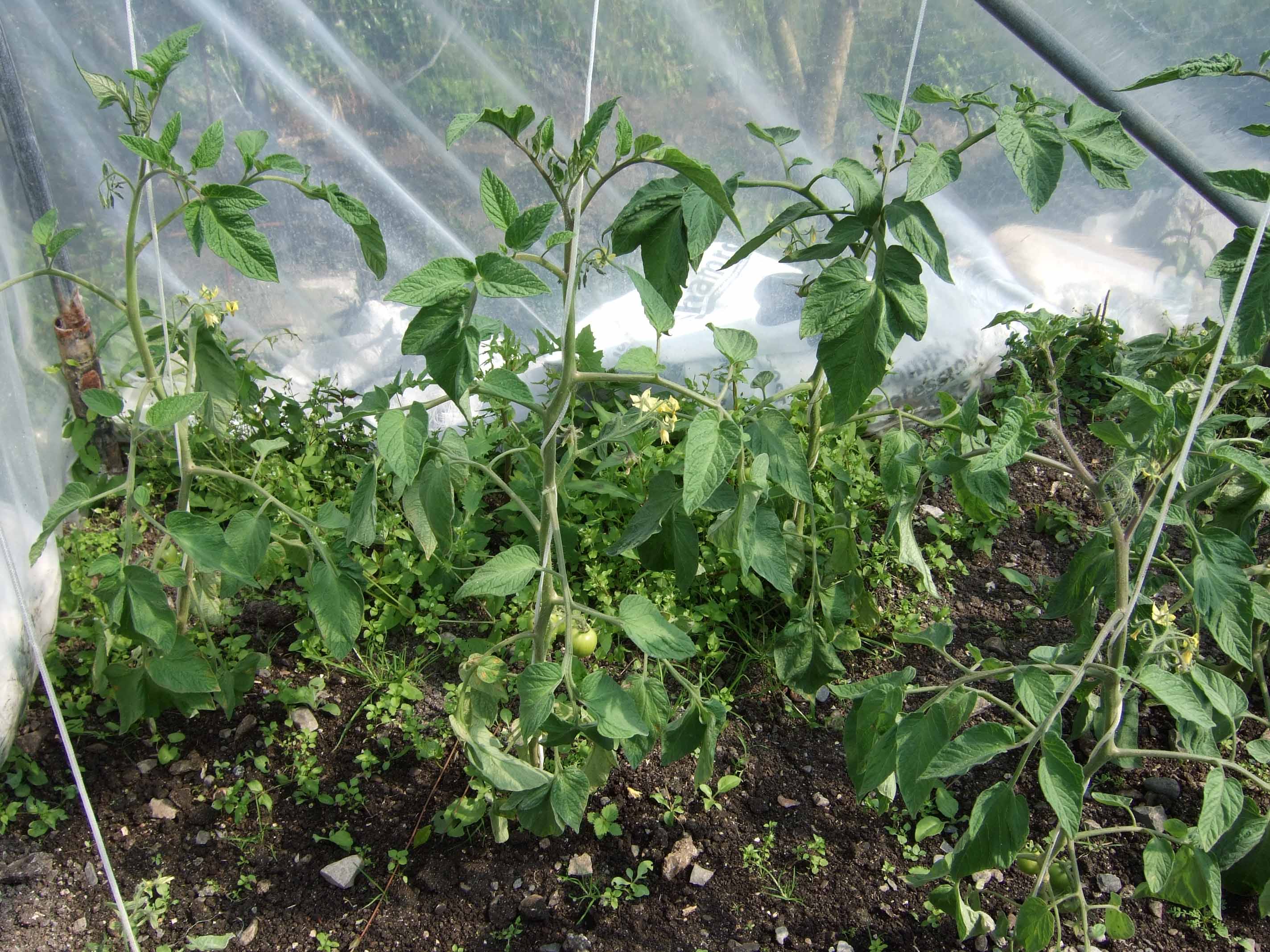 our tomatoes
